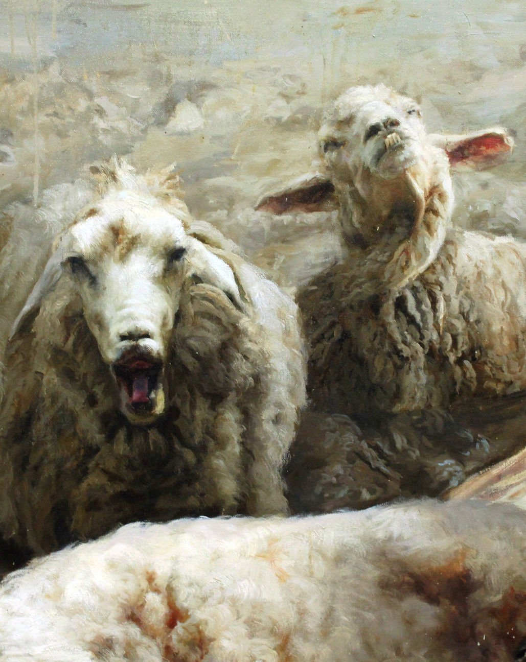 Guillermo Lorca - The sheep close up 2