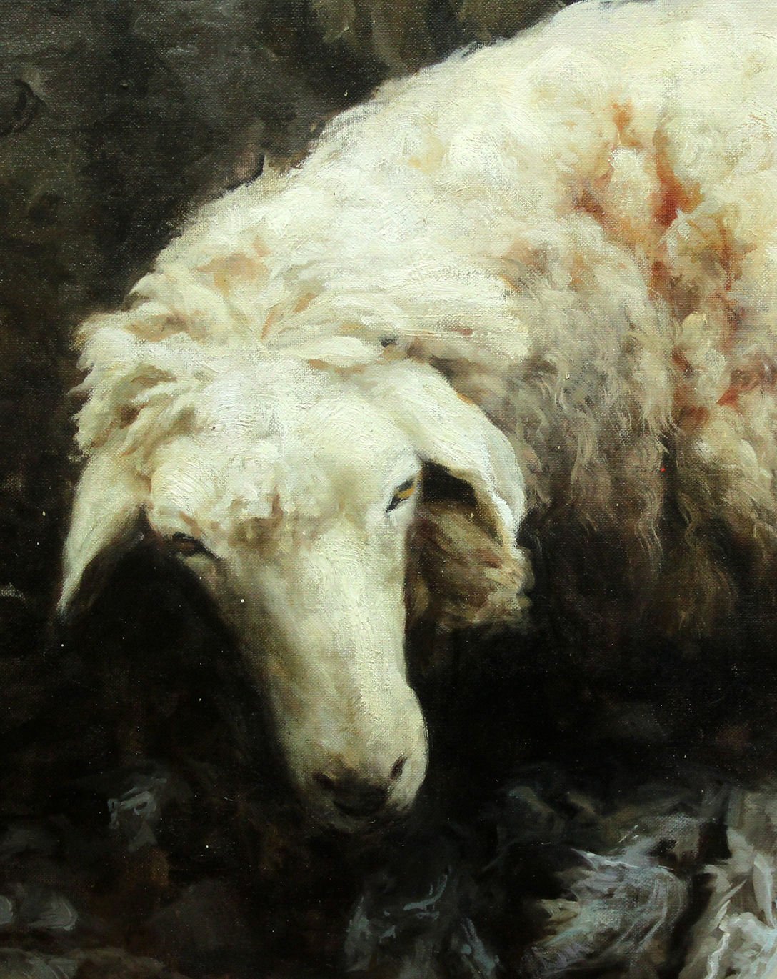 Guillermo Lorca - The sheep close up 1
